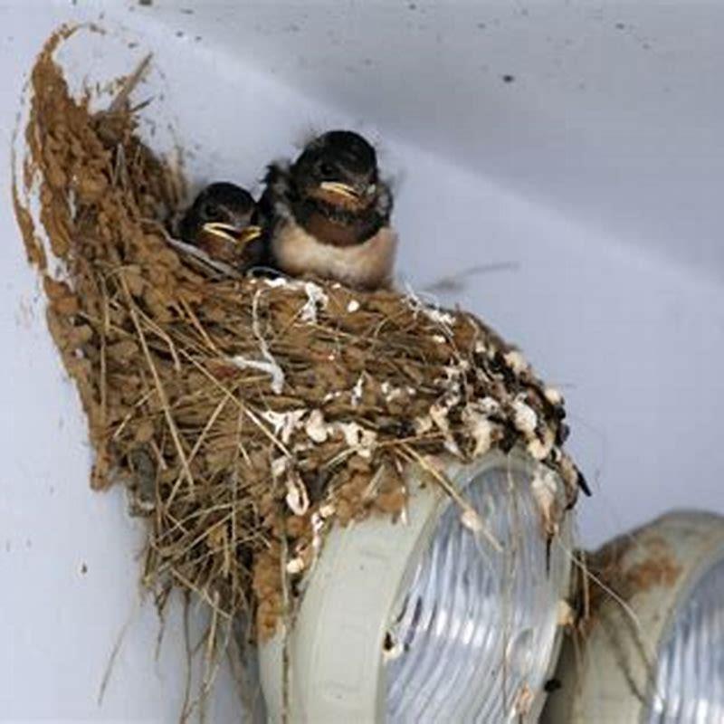 How do you keep birds from building a bird nest?