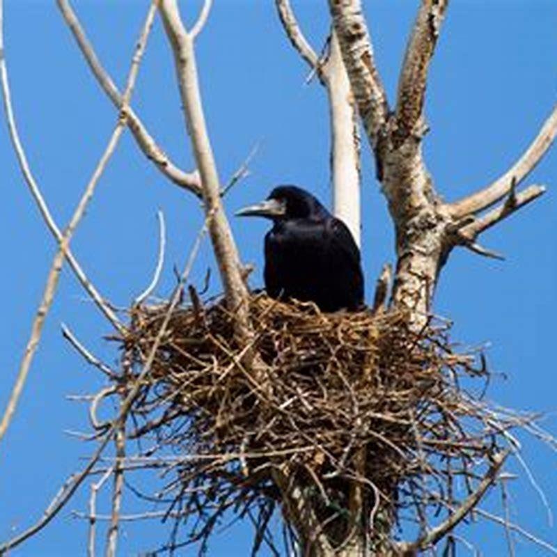 How do you keep birds from sitting in trees?