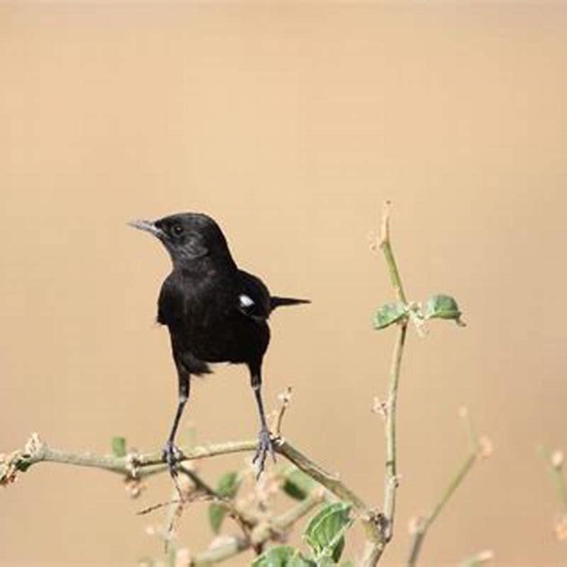 How do you keep birds permanently away?