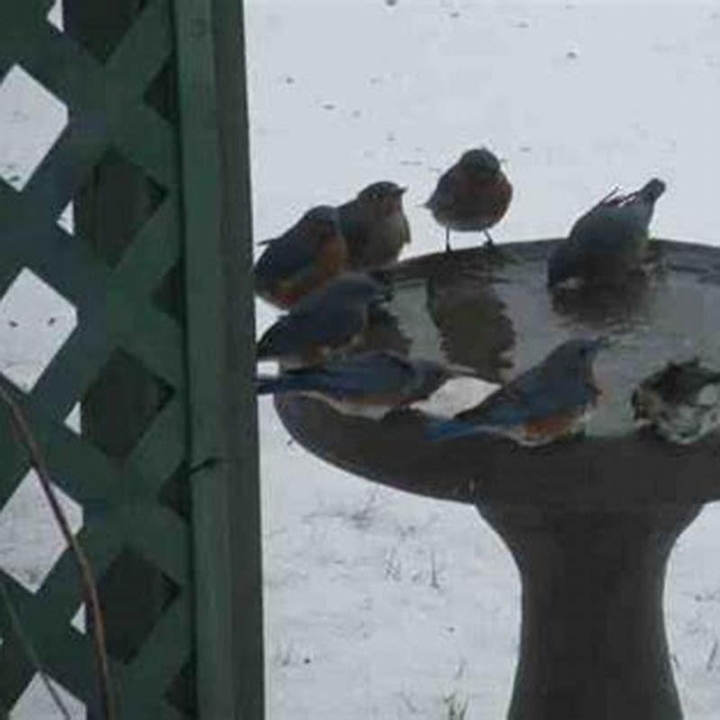 How do you keep birds warm without a heater?