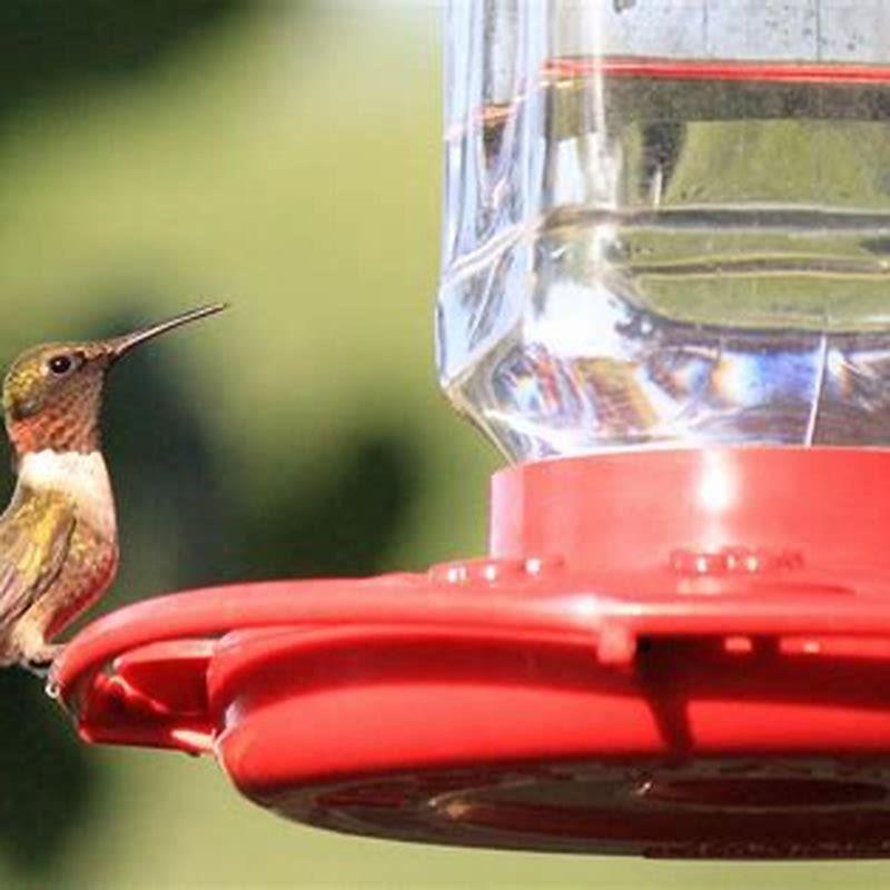 How do you keep unwanted birds away?