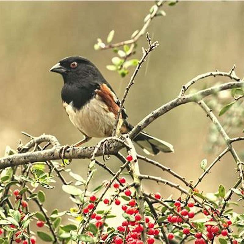 How do you know if a bird likes you?