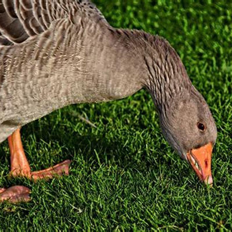 How do you know what birds are saying?