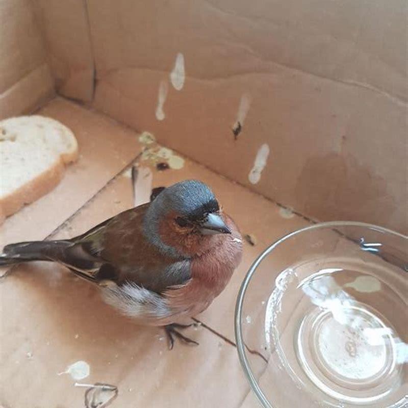 How do you know when a Bird is charged?