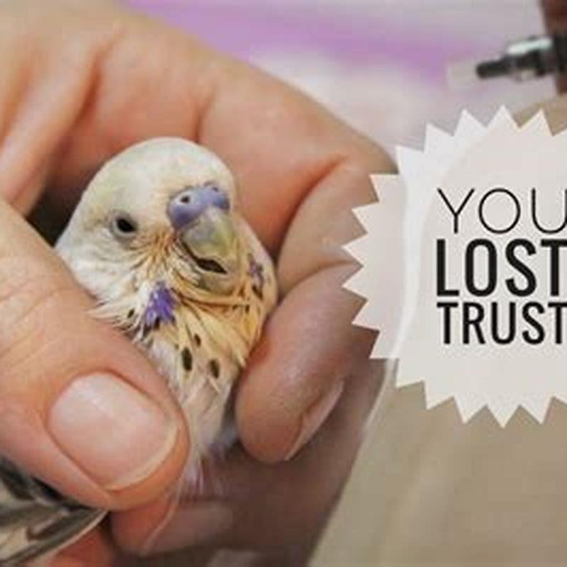 How do you lose a birds trust?