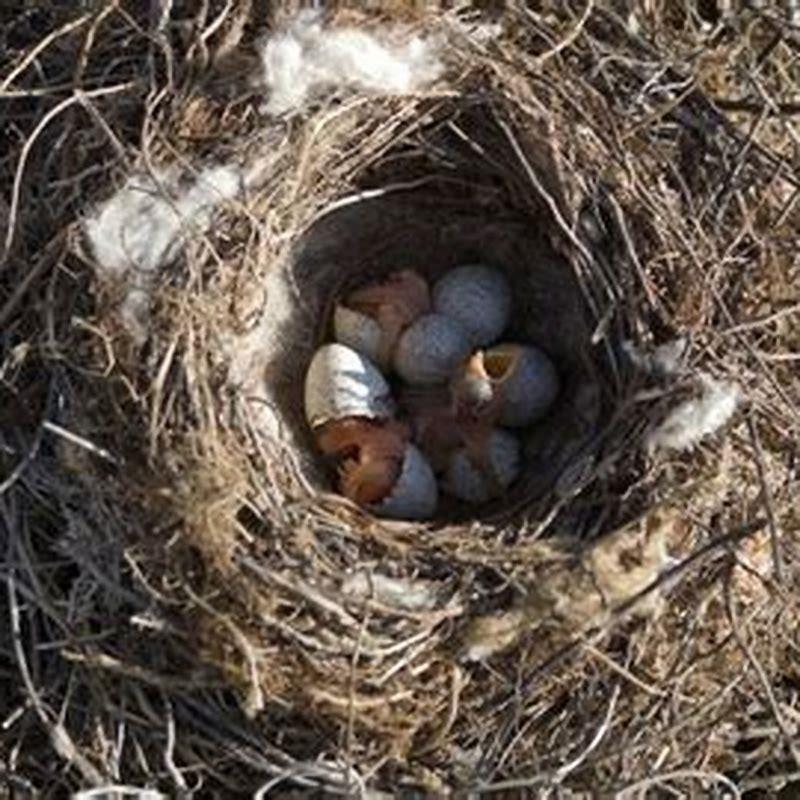 How do you move a baby bird's nest? - DIY Seattle