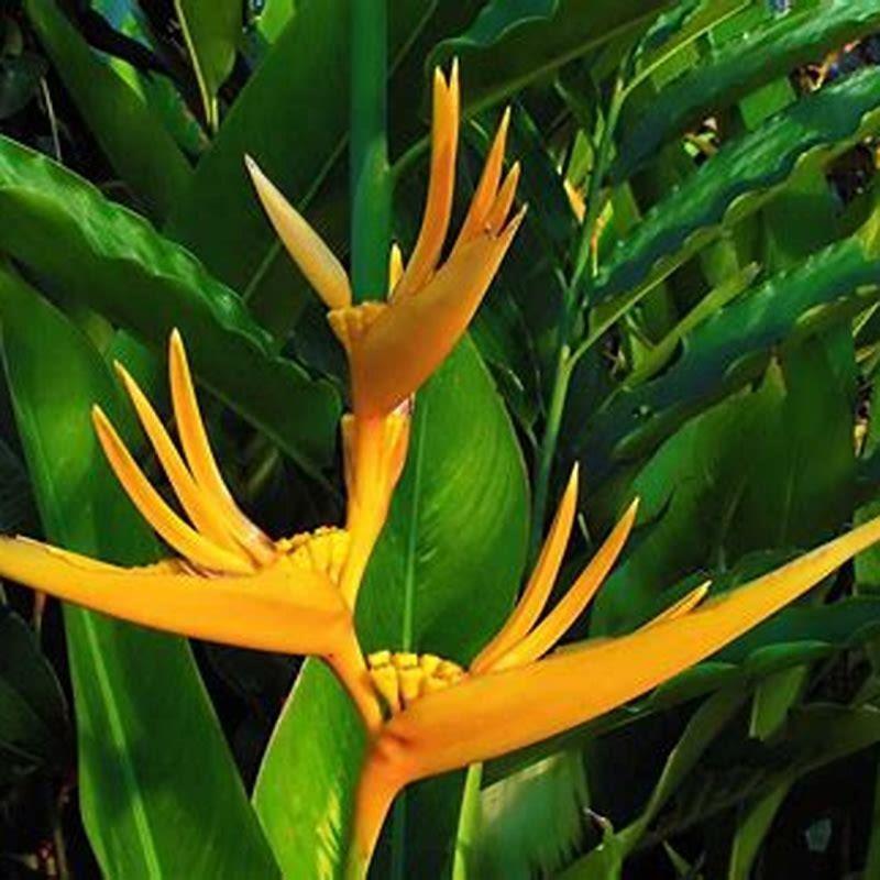 How do you plant a bird of paradise in the ground?