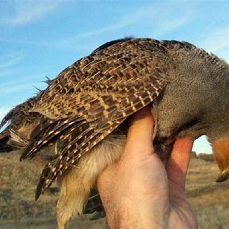 How do you preserve birds for taxidermy?