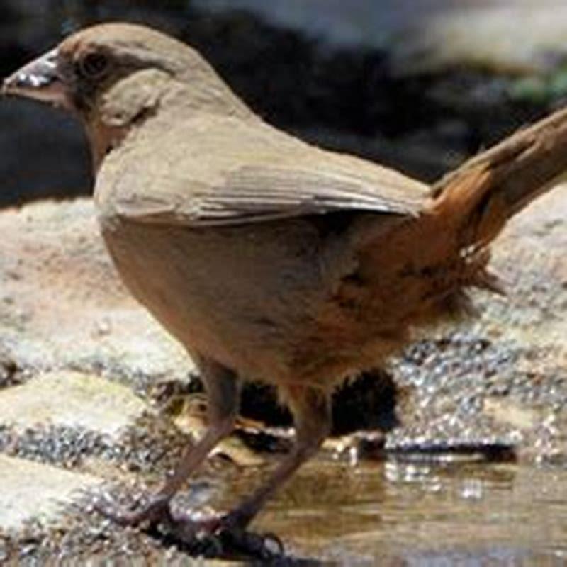 How do you pronounce Abert’s Towhee?