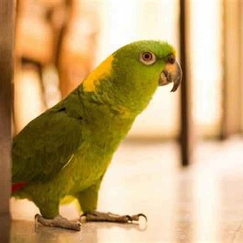How do you protect a bird from heat exhaustion?