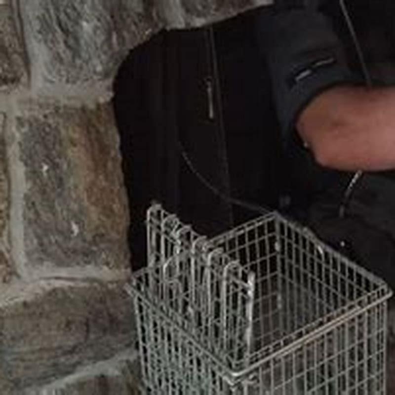 How do you seduce a bird out of a chimney?