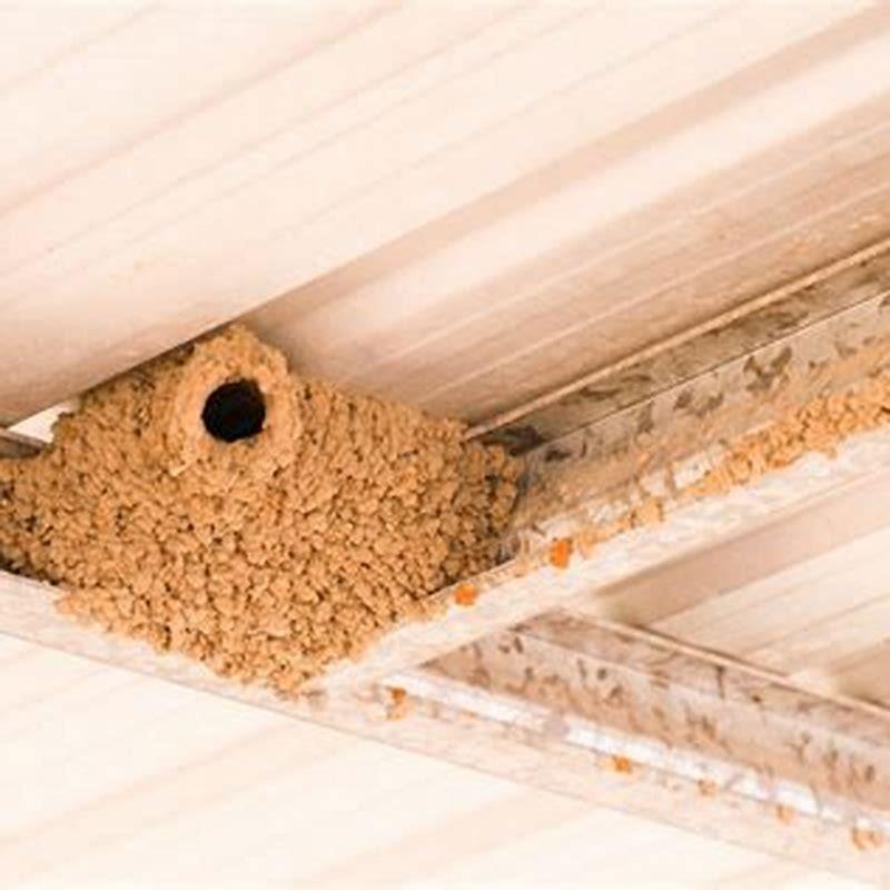 How do you stop birds from building nests in your garage?