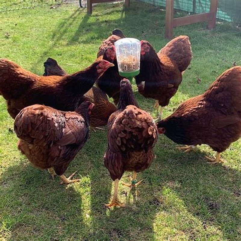How do you stop birds from getting in your shed?