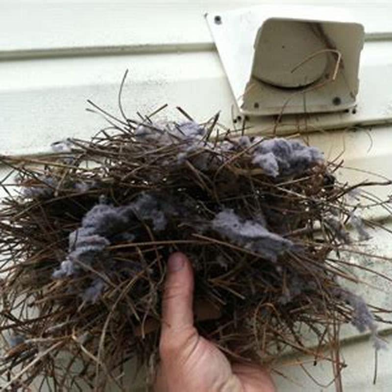 How do you stop birds from nesting? - DIY Seattle