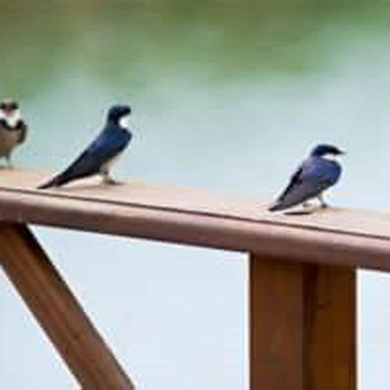 do-birds-eat-plant-seedlings-diy-seattle
