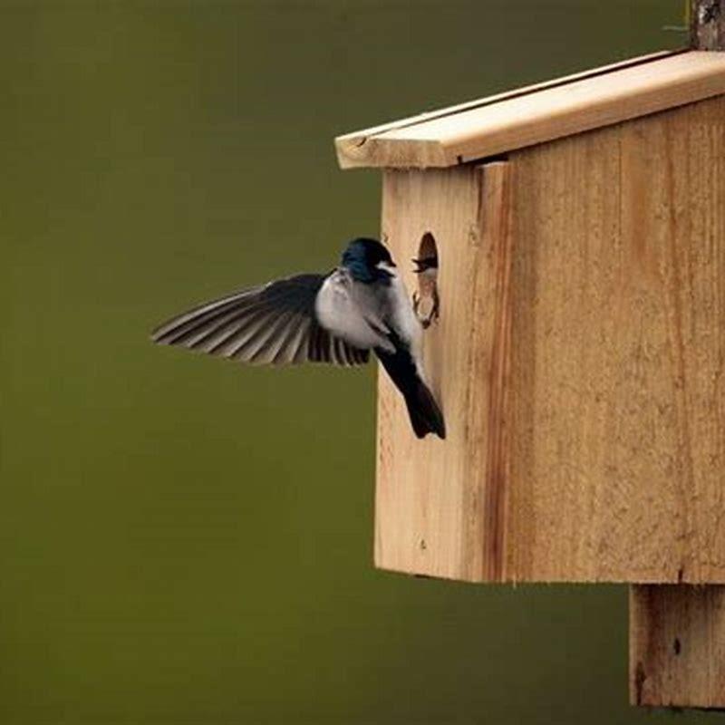 How do you stop swallows from nesting?