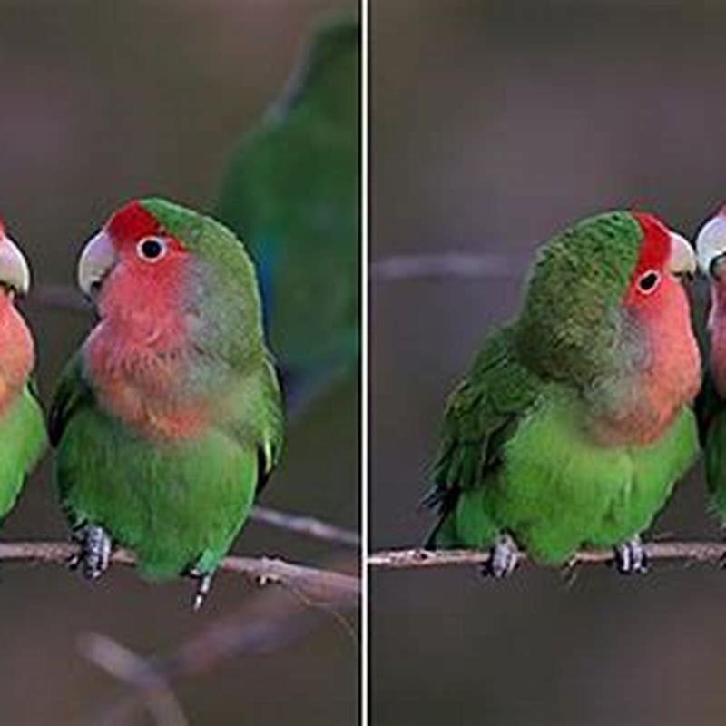 How do you take care of a lovebird?