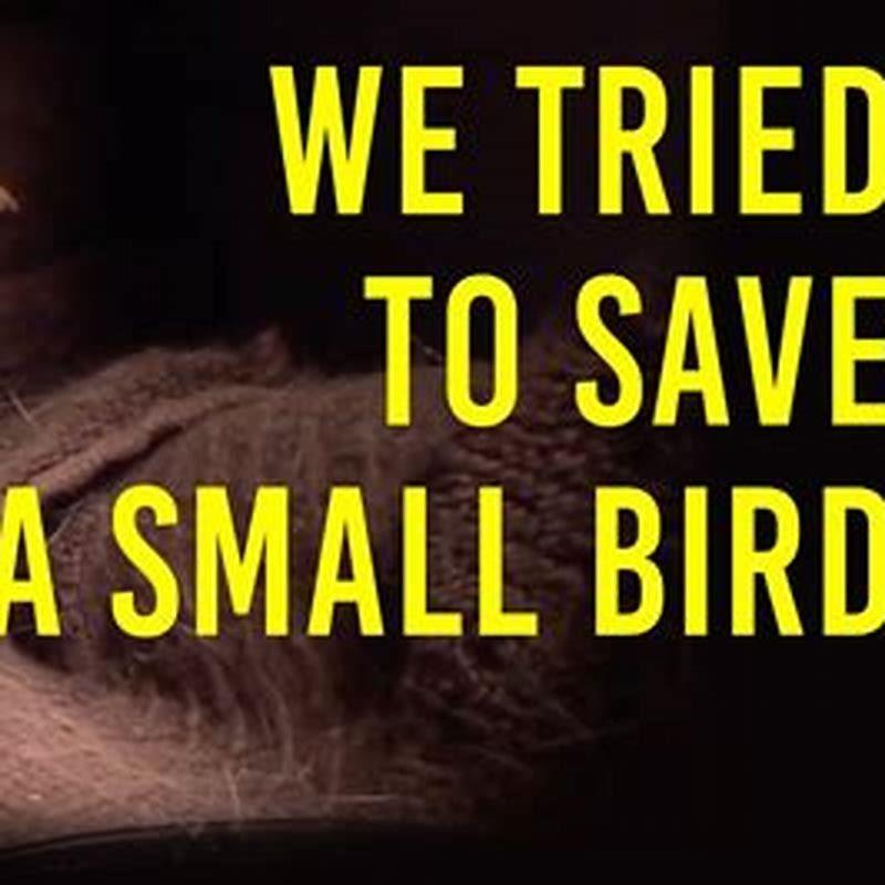 How do you take care of a wounded bird?