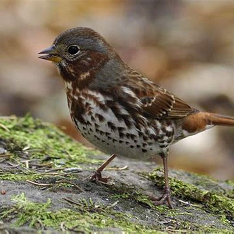 How do you tell a sparrow from a fox sparrow?