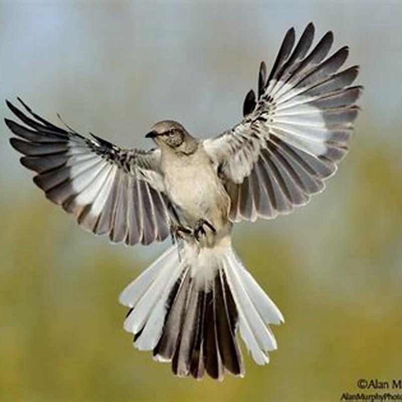 How do you tell if a bird is a mockingbird?