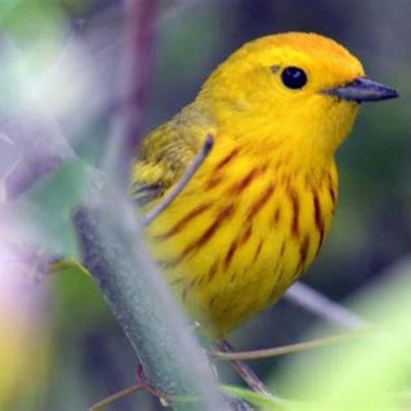 How do you tell if a bird is a warbler?