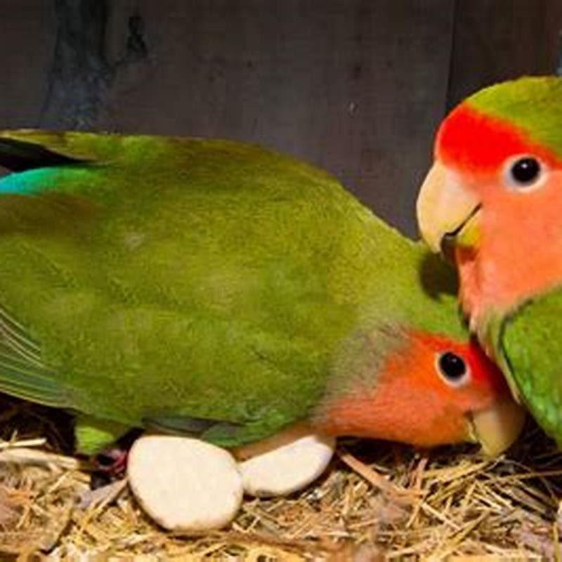 How do you train a love bird?