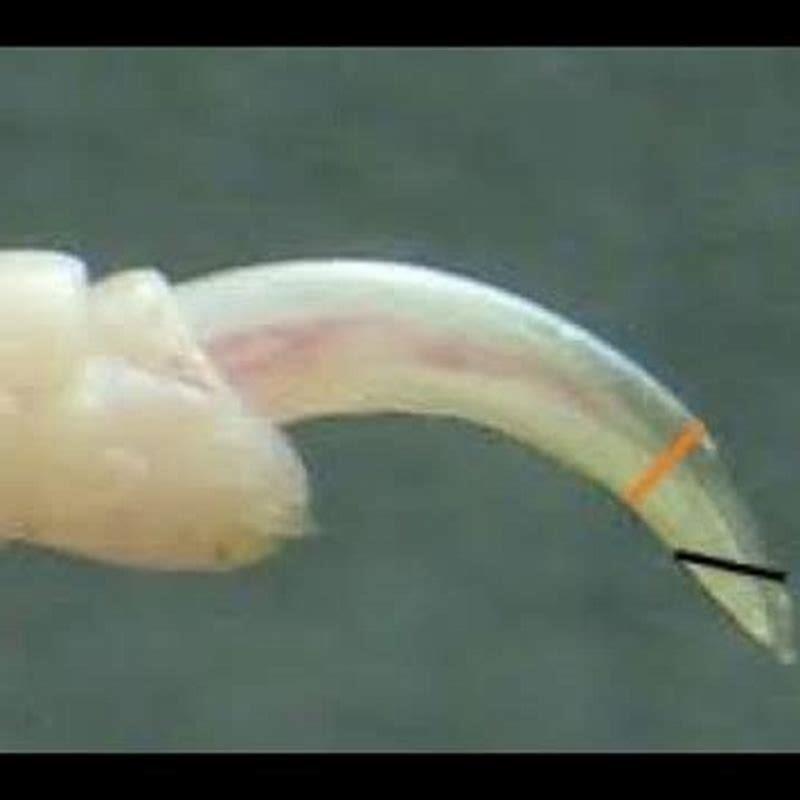 How do you trim a bird’s nails by yourself?