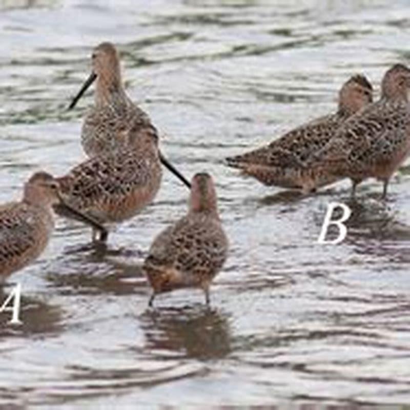 How does a long-billed dowitcher beak help it survive?