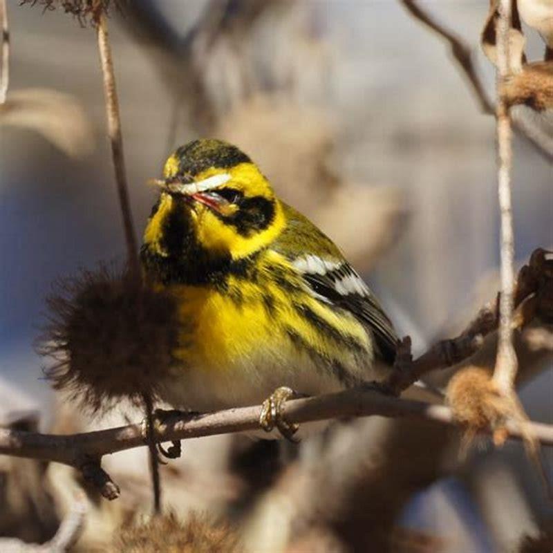 How does a warbler eat?