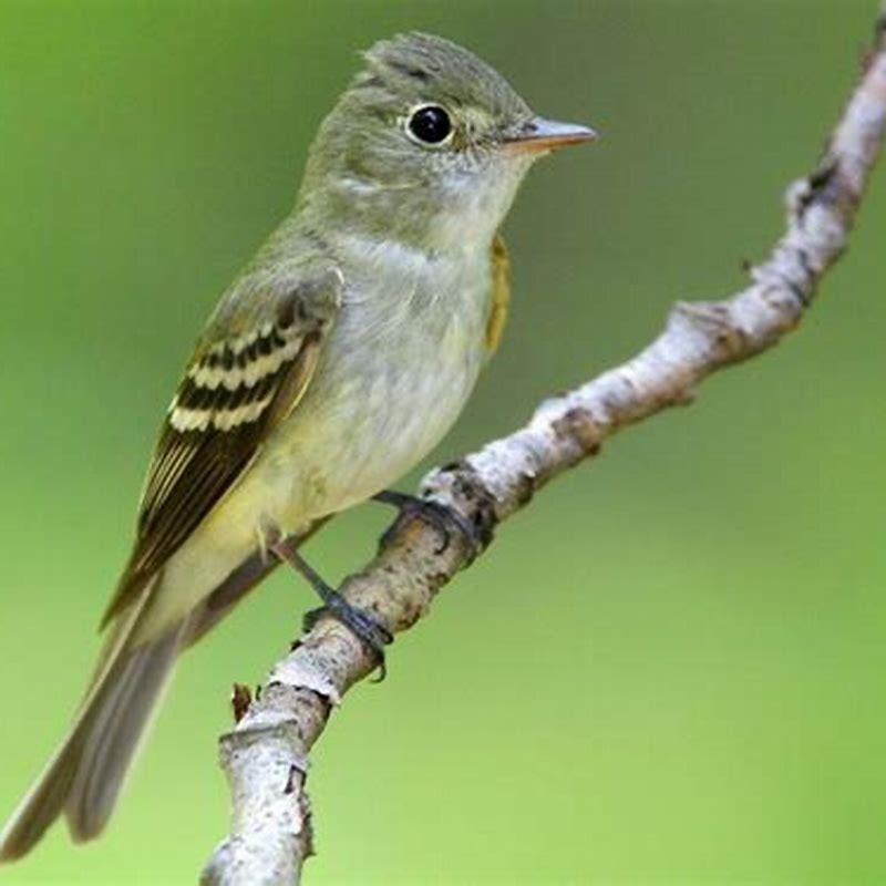 How does Acadian Flycatcher affect humans? - DIY Seattle