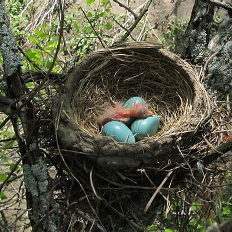 How does bird build a nest?
