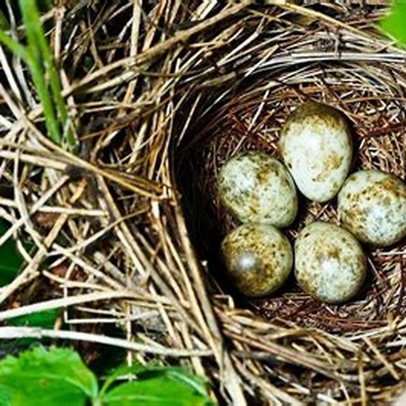 How Does Bird Lay Their Eggs? - DIY Seattle