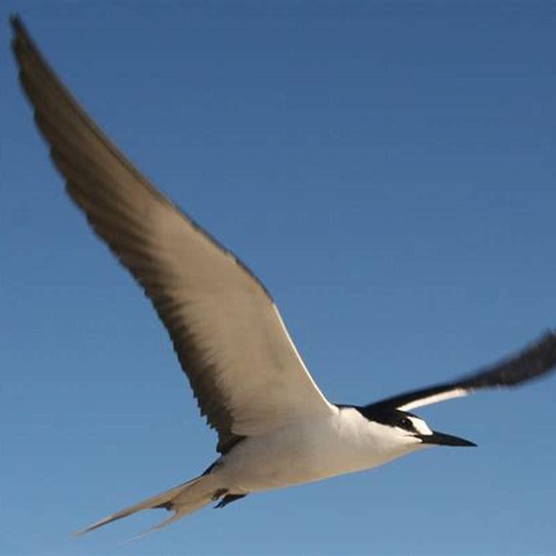 How does sooty tern sleep?
