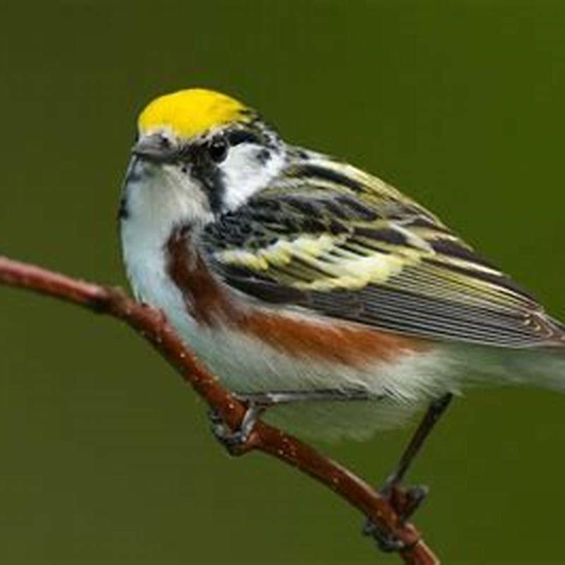 How does the warbler eat?