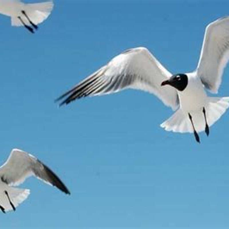 How far can a bird fly in a day?