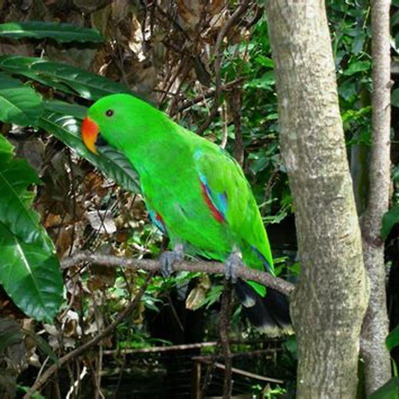 How far can a parrot see?