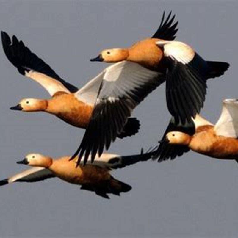 How far do birds fly daily?