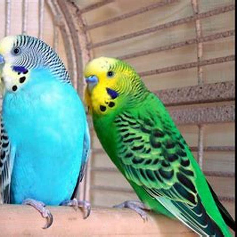 How likely is it for a budgie to talk?