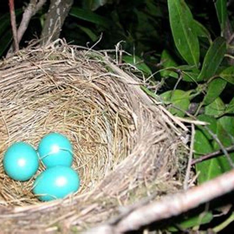 How long do birds take to lay an egg?