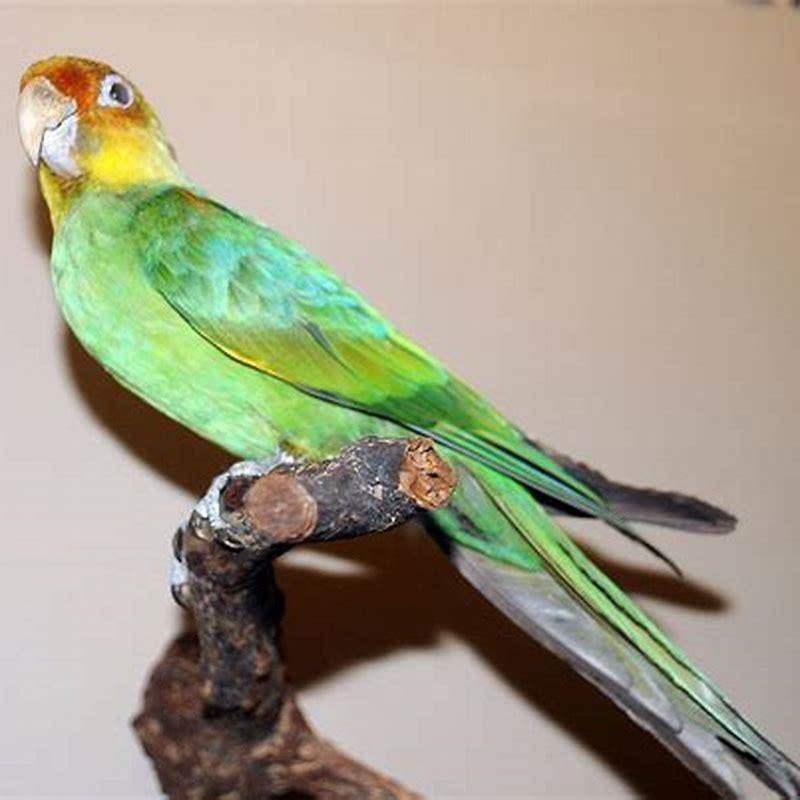 How long do Carolina parakeets live?