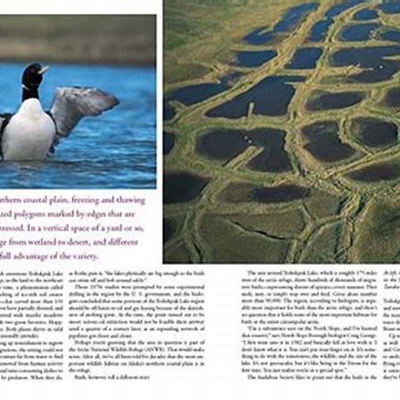 How long do Greater White-fronted Geese live?