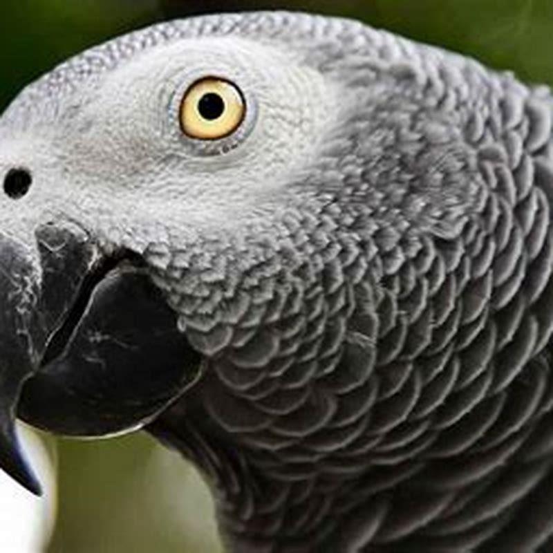How long do GREY parrots live?