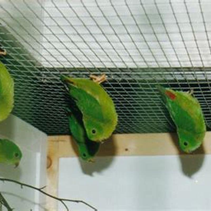 How long do hanging parrots live?