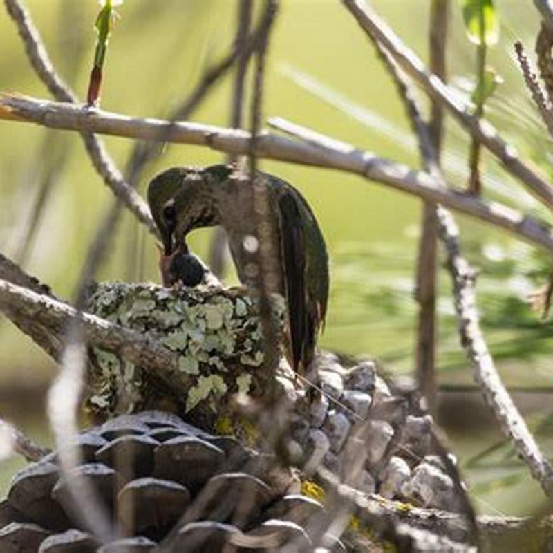 How long do hummingbirds stay in the nest?
