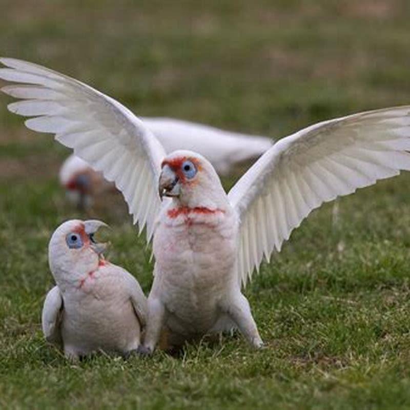 how-long-do-little-corellas-live-diy-seattle