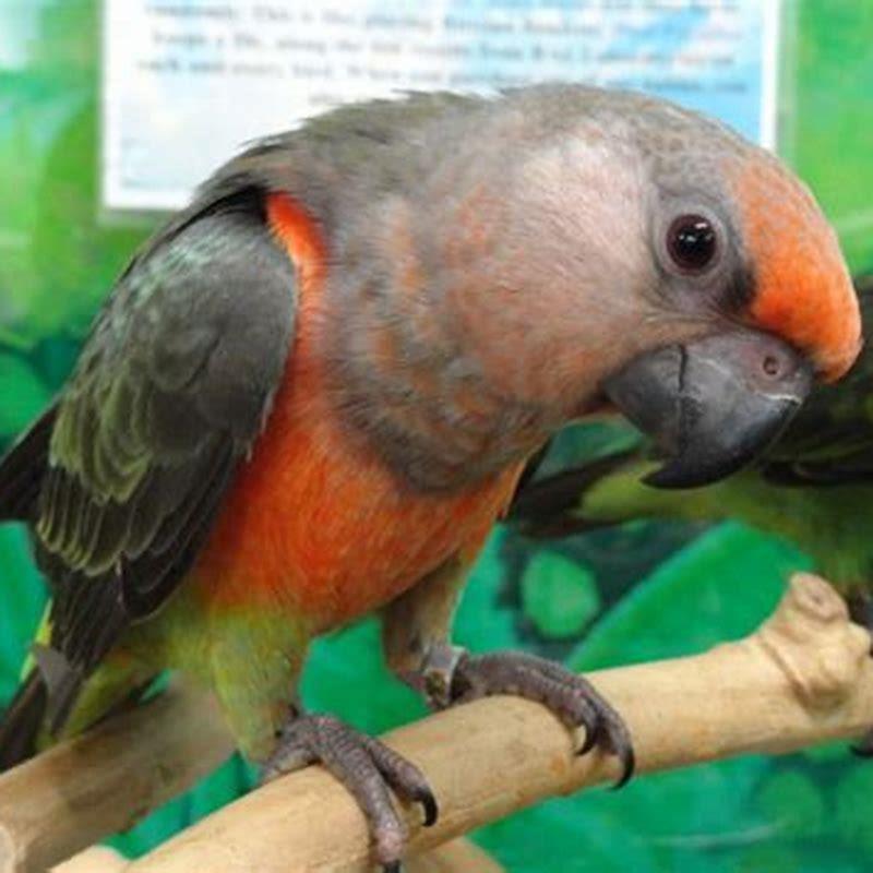 How long do red-bellied parrot live?