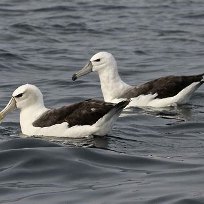 How long do shy albatross live?