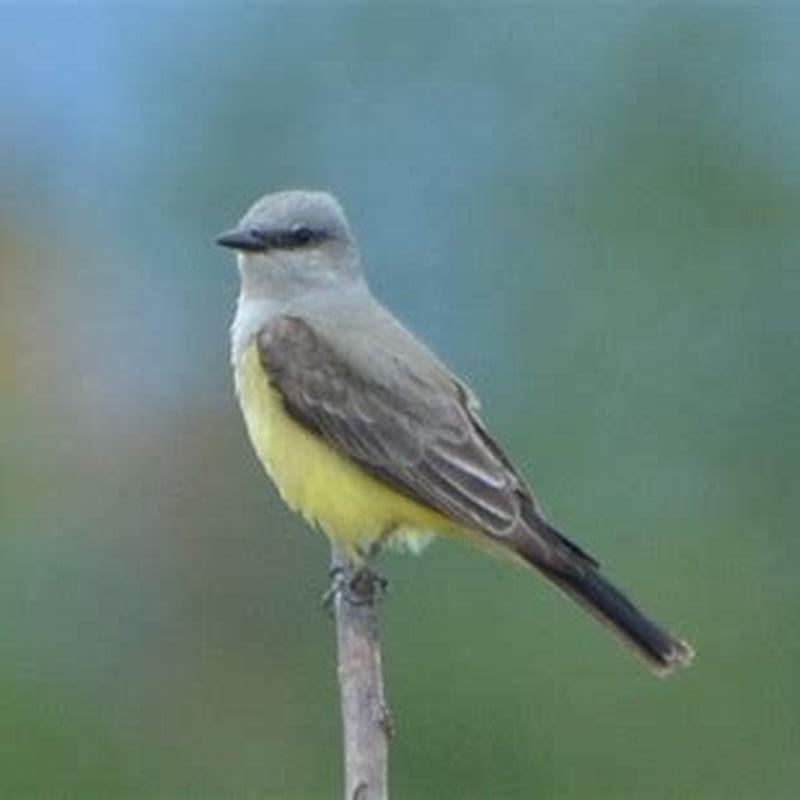 How long does a Western king bird live?