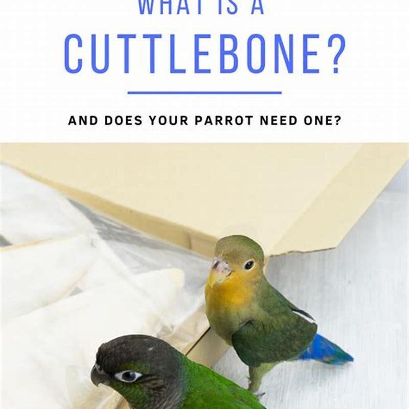 How long does cuttlebone last?