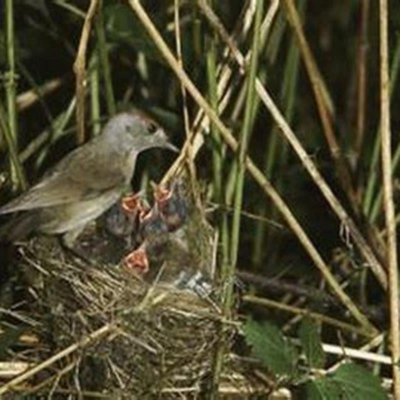 how-long-does-it-take-for-a-bird-to-fly-out-of-the-nest-diy-seattle